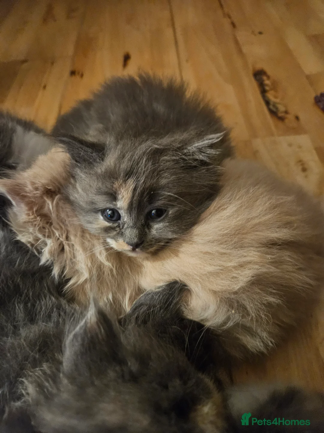 Mixed Breed cats for sale: Fluffy kitten - Advert 1