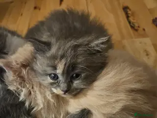 Mixed Breed cats Fluffy kittens - Advert 17