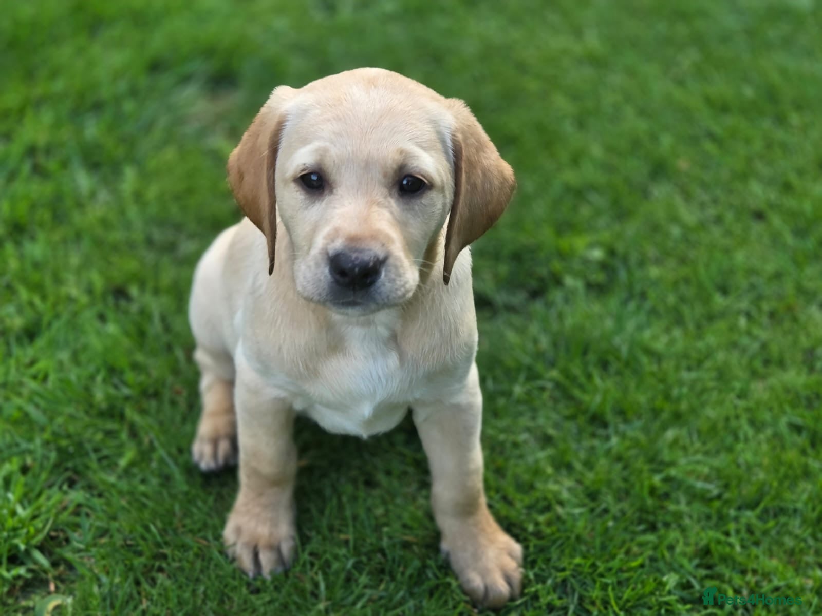 Labrador Retriever dogs Labrador retrievers  - Advert 1