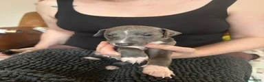 Mixed Breed 6