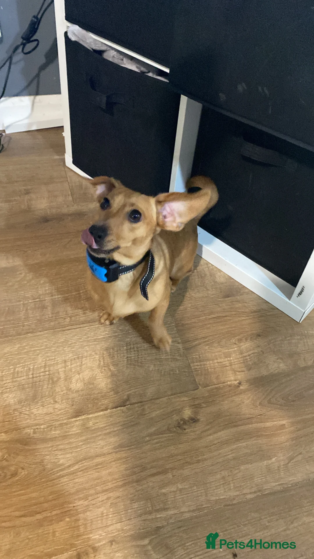 Dachshund dogs for sale: Dash hound in Feltham - Advert 1