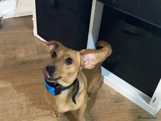 Dachshund dogs Dash hound - Advert 4