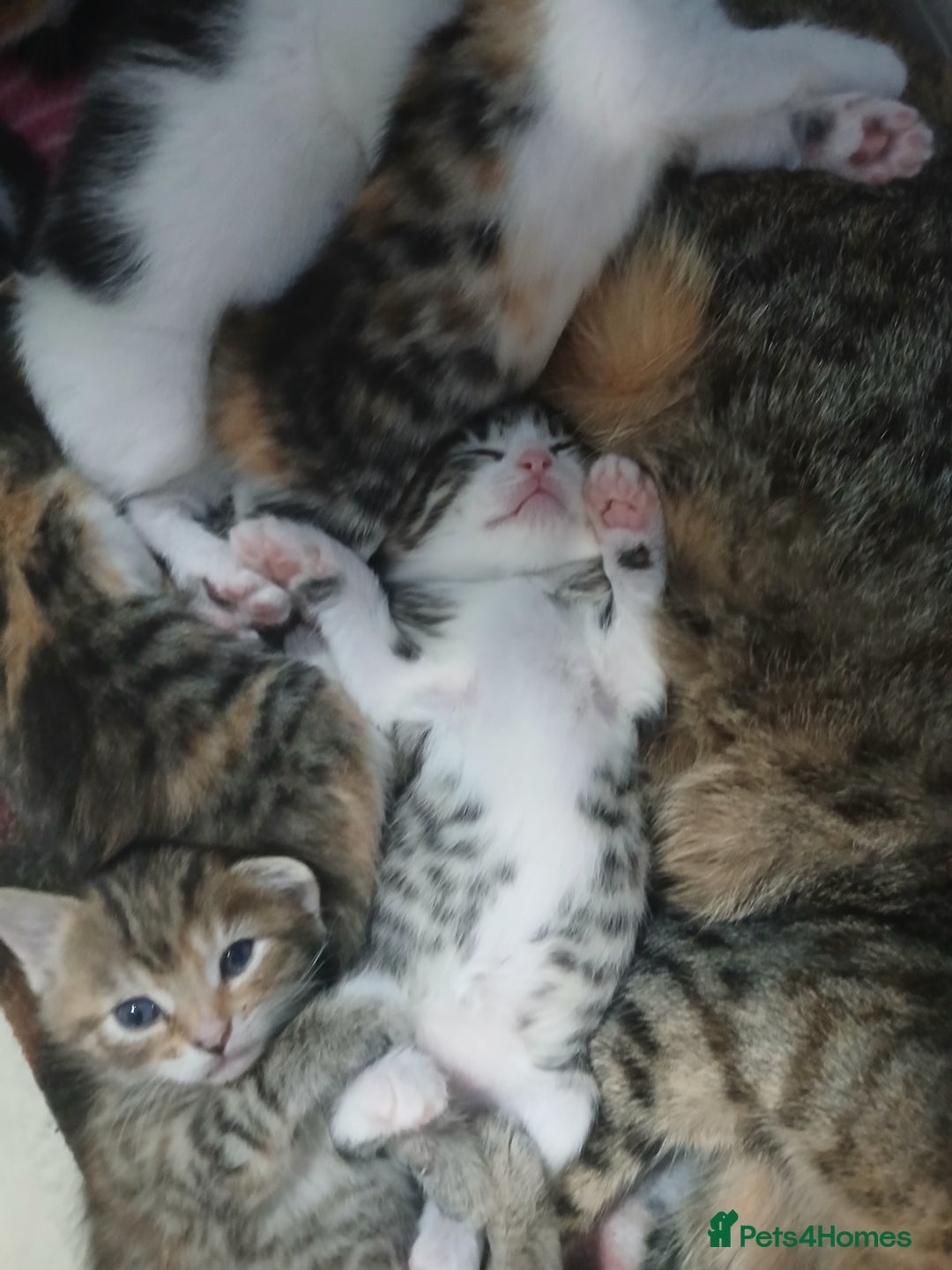 Mixed Breed cats for sale: 6 beautiful kittens - Image 12