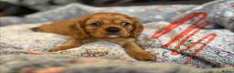 Cavalier King Charles Spaniel dogs for sale: Ruby&blenheim puppies  - Advert 3