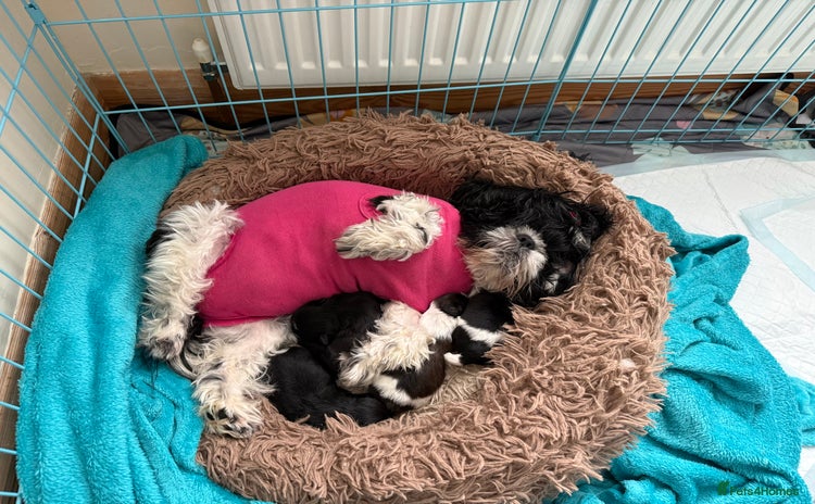 Shih Tzu dogs Two little boy Shih Tzu looking for their family - Advert 1