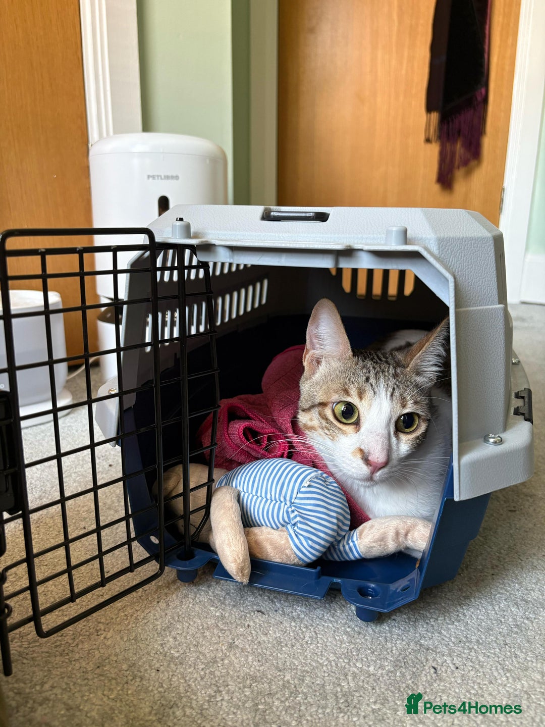 Mixed Breed cats for adoption: Female Indoor Cat for Adoption in Carshalton - Image 6