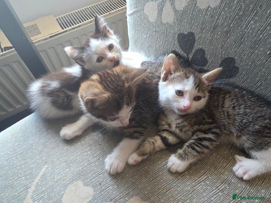 Mixed Breed cats for sale: Kittens ready to leave now - Image 5
