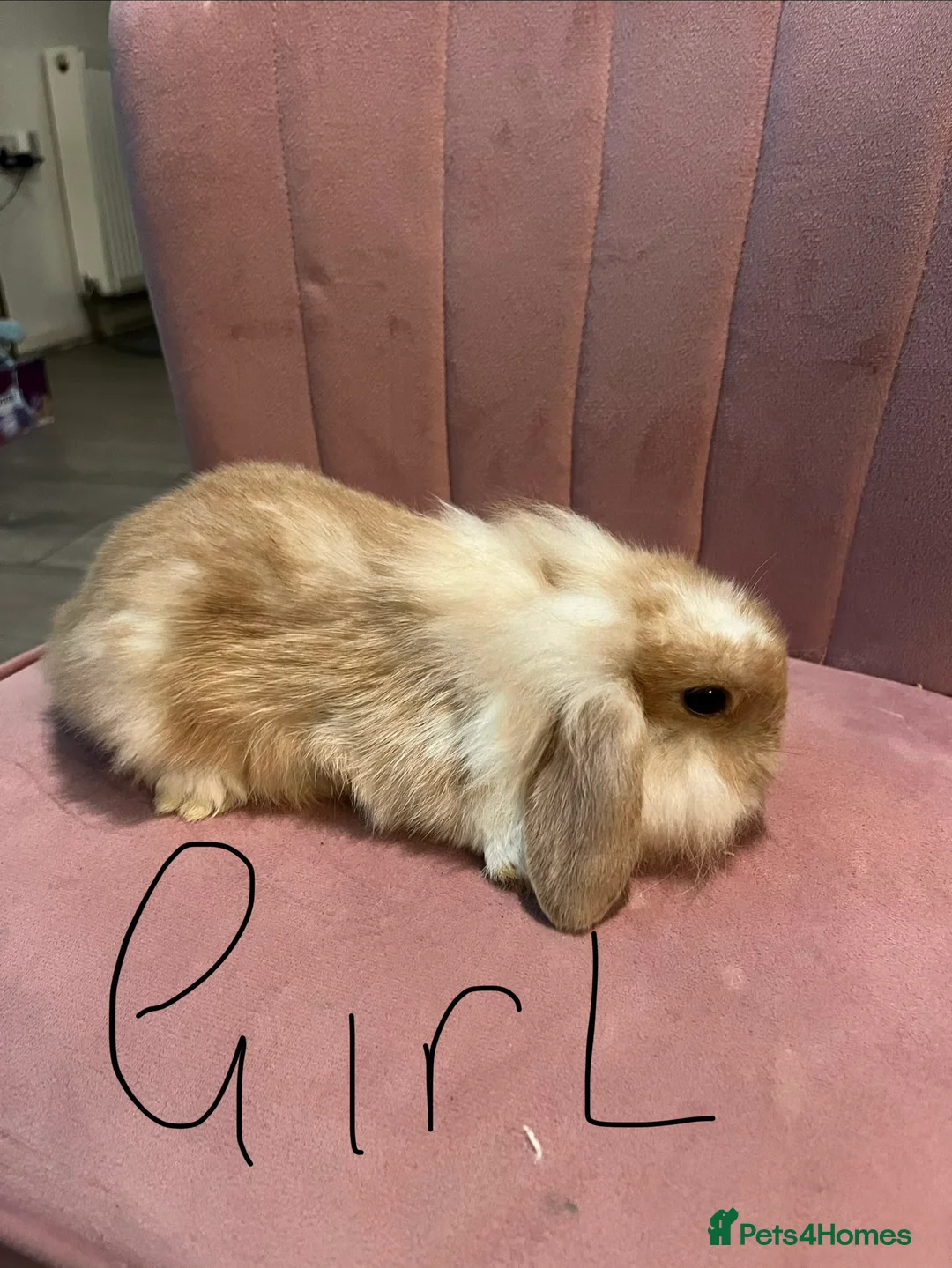 Mini Lop rabbits for sale: Mini lop - Advert 12