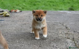 Japanese Shiba Inu dogs for sale: Health tested Japanese Shiba Inu Puppies - Image 30
