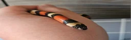Milk Snake reptiles for sale: Baby pueblan milksnake  - Advert 6