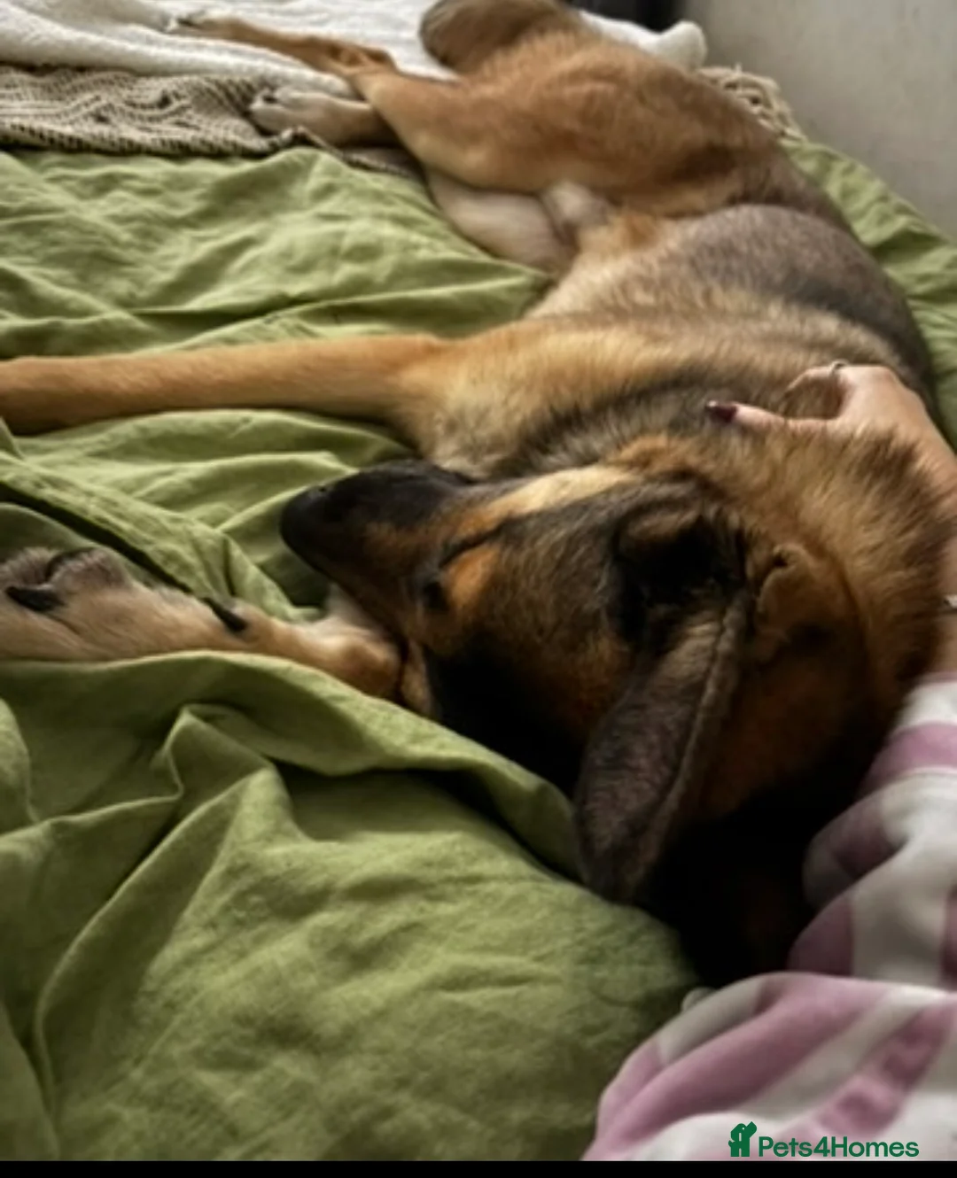 German Shepherd dogs for adoption: REHOMING our beautiful boy - Advert 3