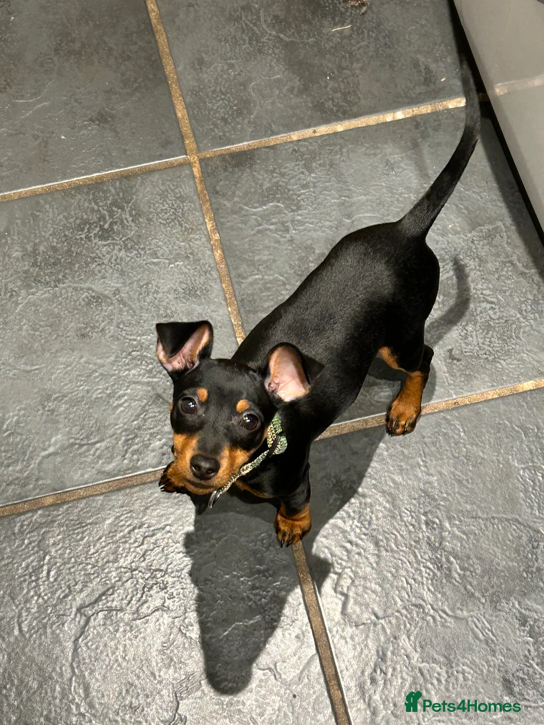 Miniature Pinscher dogs for sale: Miniature Pinscher for Sale - Advert 6