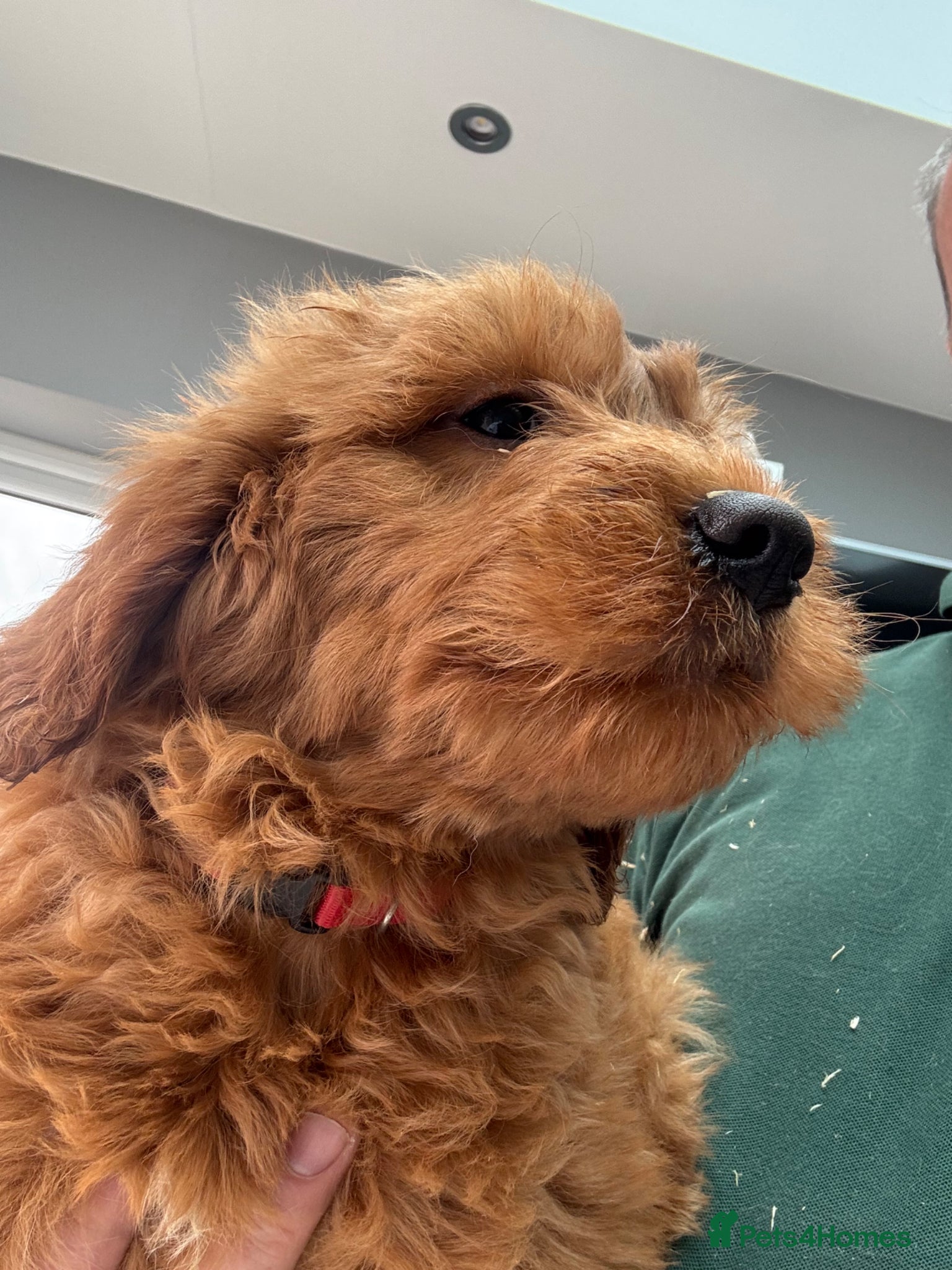 Mini Goldendoodle dogs  golden doodle boys and girls available - Advert 18