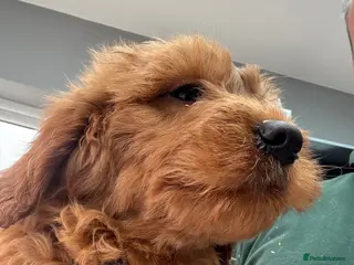 Mini Goldendoodle dogs golden doodle boys and girls available - Advert 18