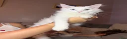 Maine Coon cats for sale: Maine coon kittens - Advert 8