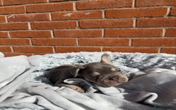 French Bulldog dogs for sale: 7 BEAUTIFUL FRENCHIE PUPPIES FOR SALE 🐾🐶  - Image 30