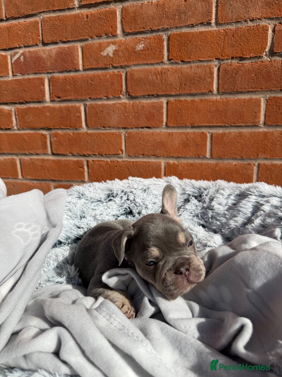 French Bulldog dogs for sale: 7 BEAUTIFUL FRENCHIE PUPPIES FOR SALE 🐾🐶  - Image 30