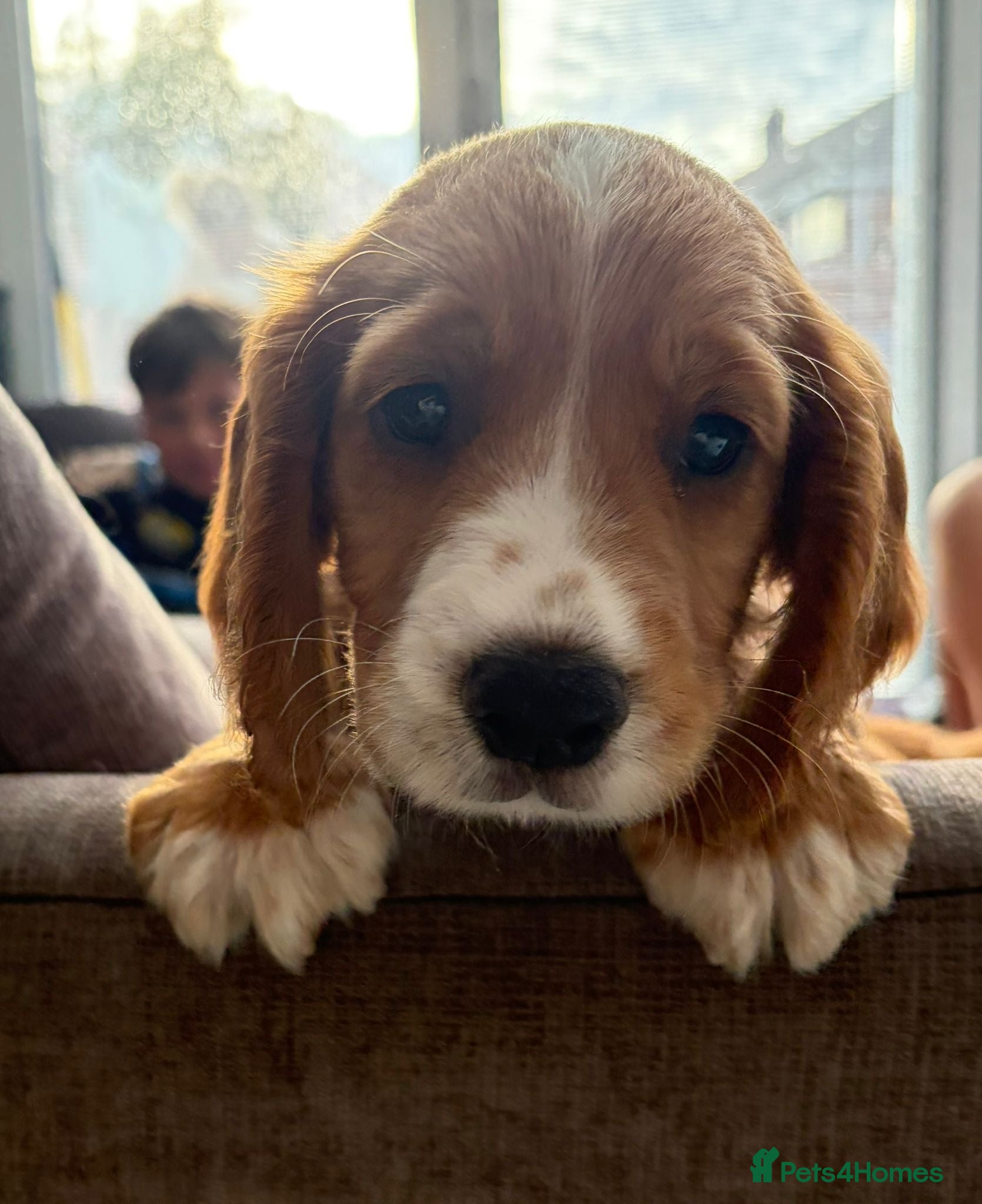 Cocker Spaniel dogs READY NOW make KC reg working cocker spaniels  - Advert 3