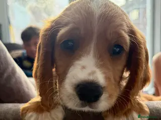 Cocker Spaniel dogs READY NOW make KC reg working cocker spaniels - Advert 3