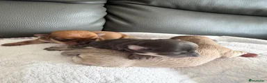 Chihuahua 2