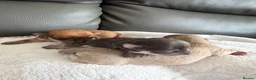 Chihuahua dogs for sale:  ** s  apple heads chihuahuas  in Evesham - Advert 4