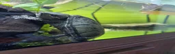 Turtle reptiles for sale: Female Turtle for Sale - Advert 12
