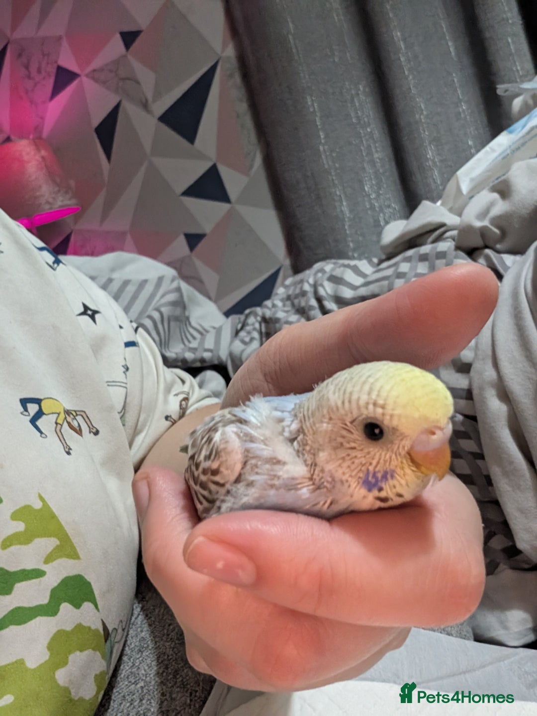 Budgerigars birds for sale: Baby budgies  - Advert 3