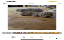 Poochon dogs for sale: Tiny farm bred teddy bear bundles of fun !  - Image 25