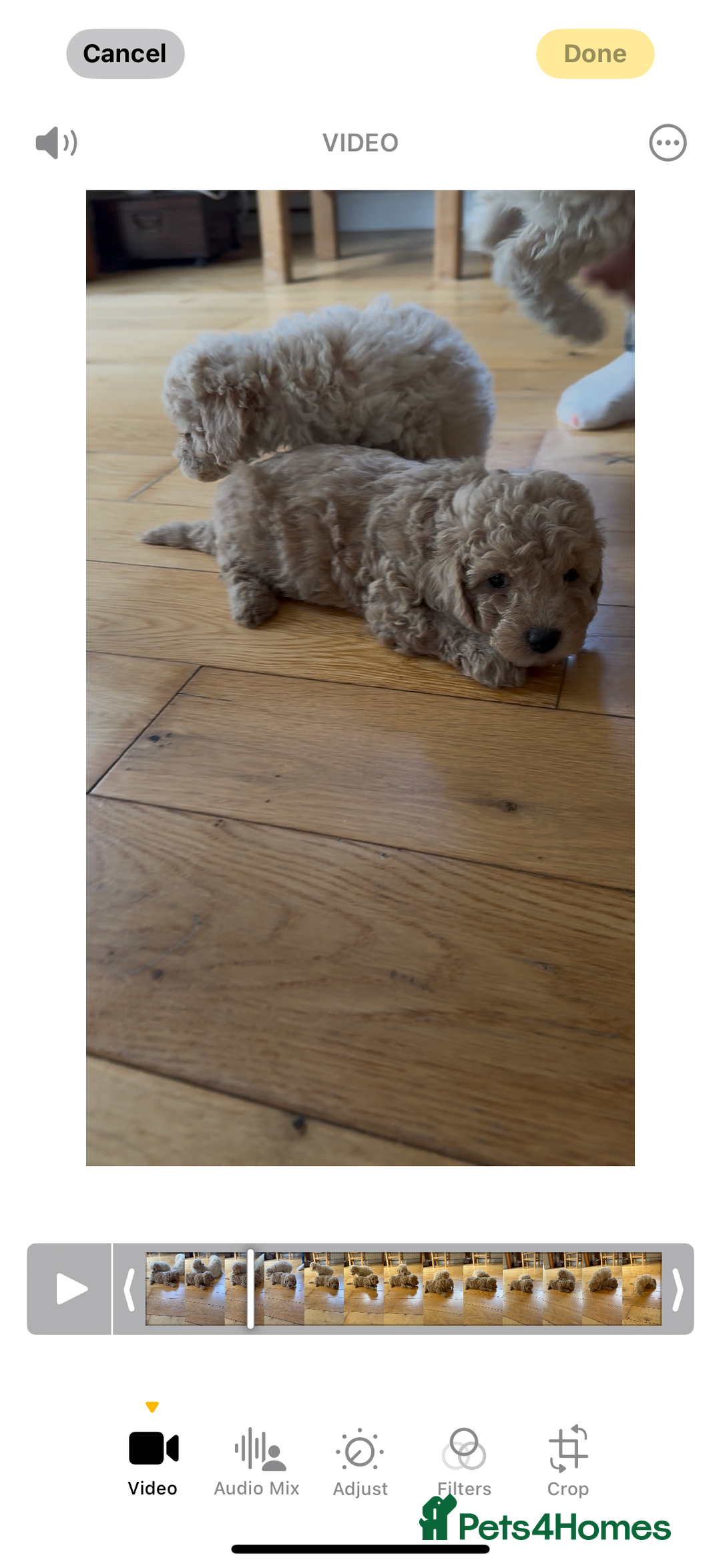 Poochon dogs for sale: Tiny farm bred teddy bear bundles of fun !  - Image 25