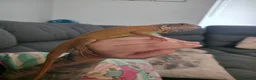 Iguana reptiles for sale: Beautiful lemon red iguana  - Advert 5