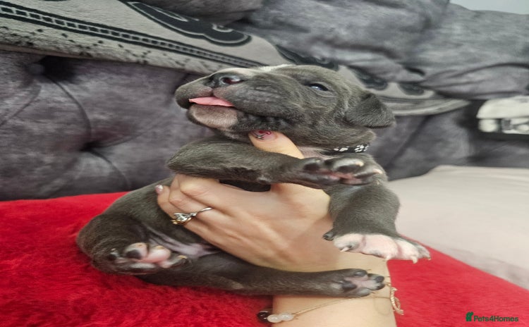 Cane Corso dogs - Advert 1