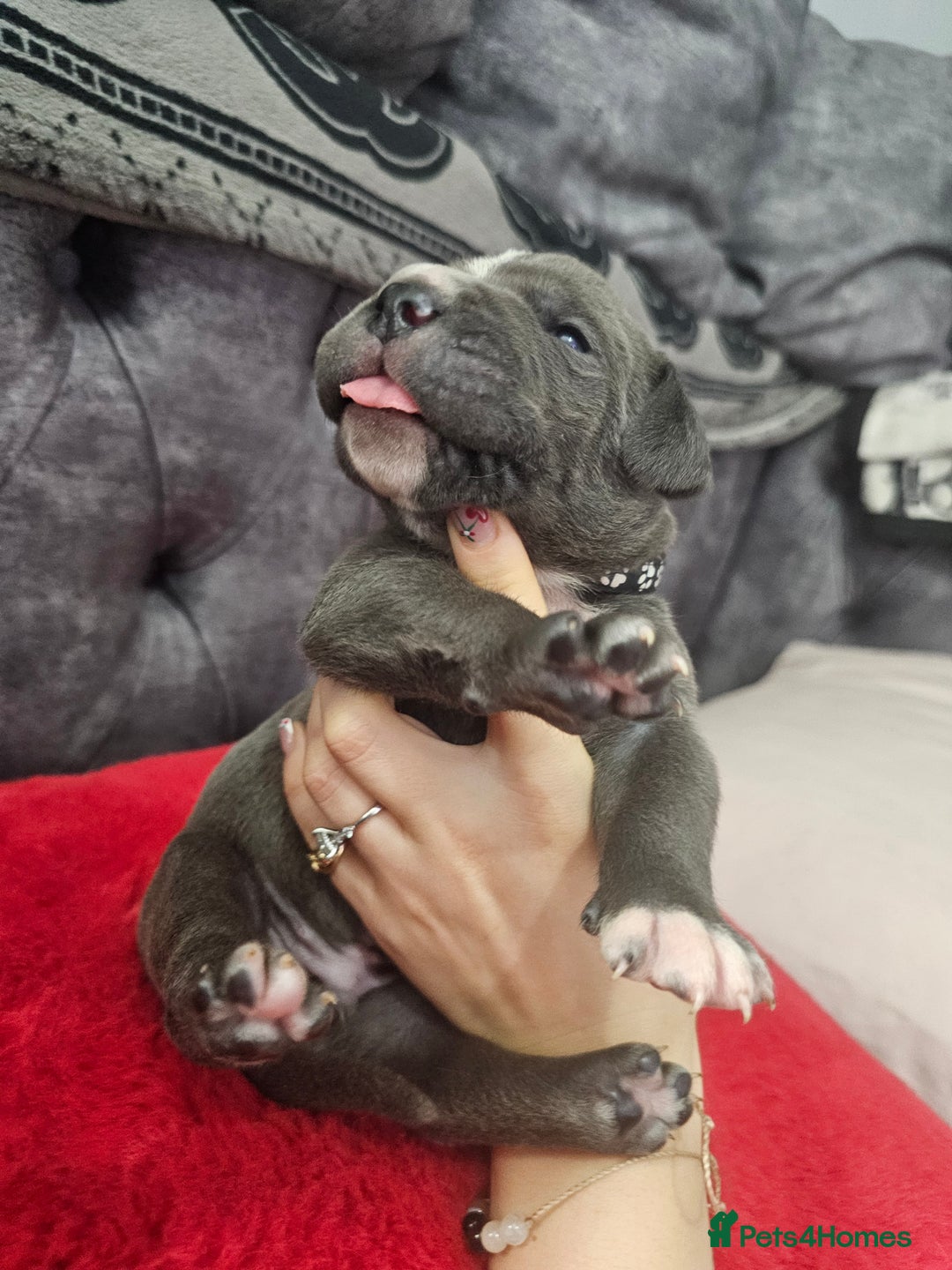 Cane Corso dogs for sale: Cane corso pups  - Image 1