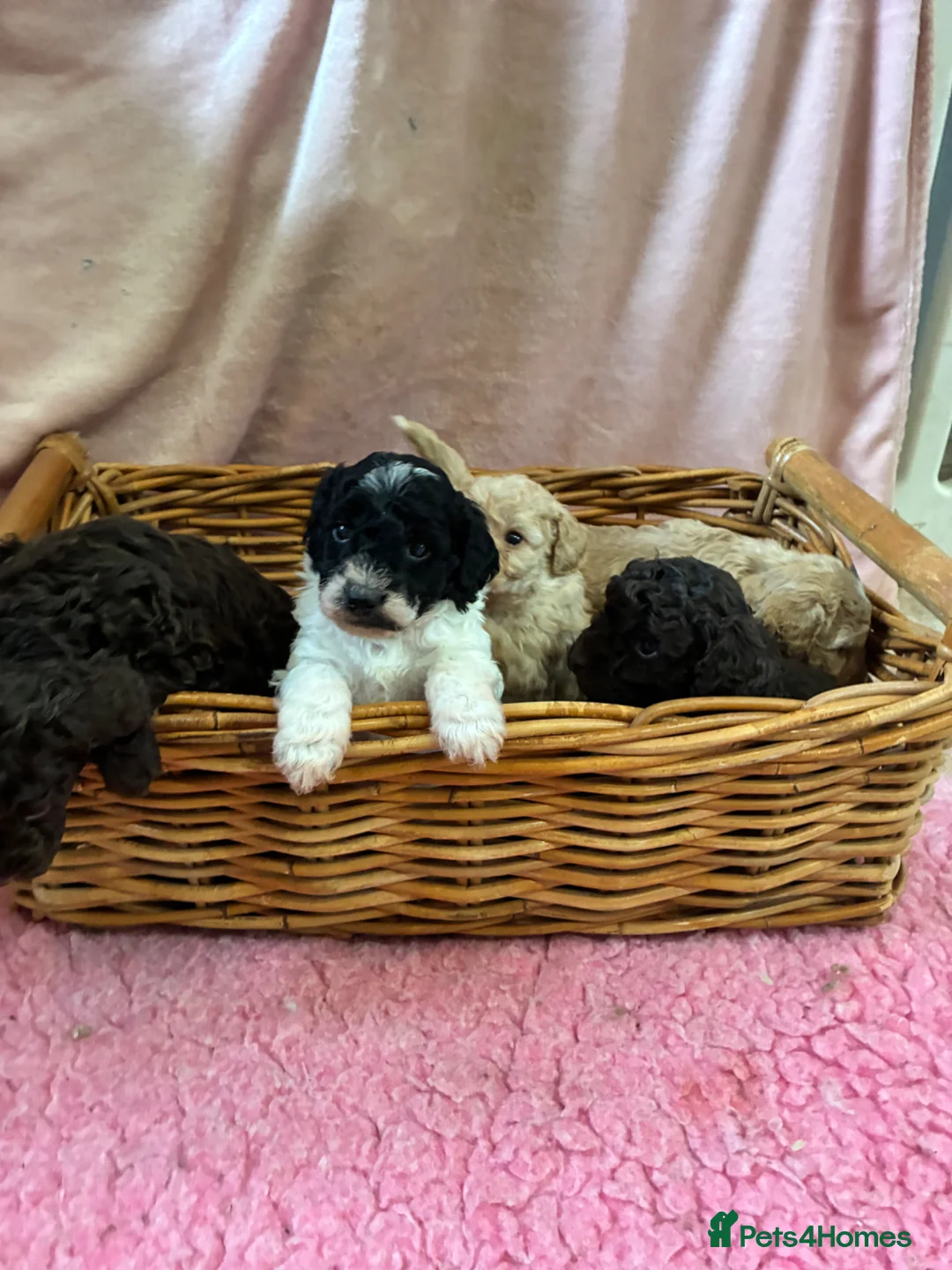 Miniature Poodle dogs for sale: Predominately poodles “unique” - Advert 2