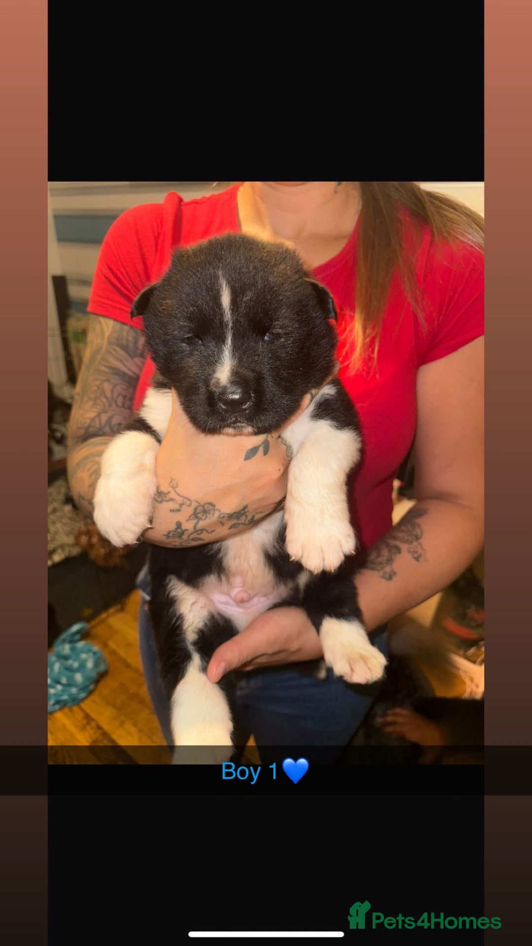 Akita dogs for sale:  American/ Japanese Akitas - Advert 7