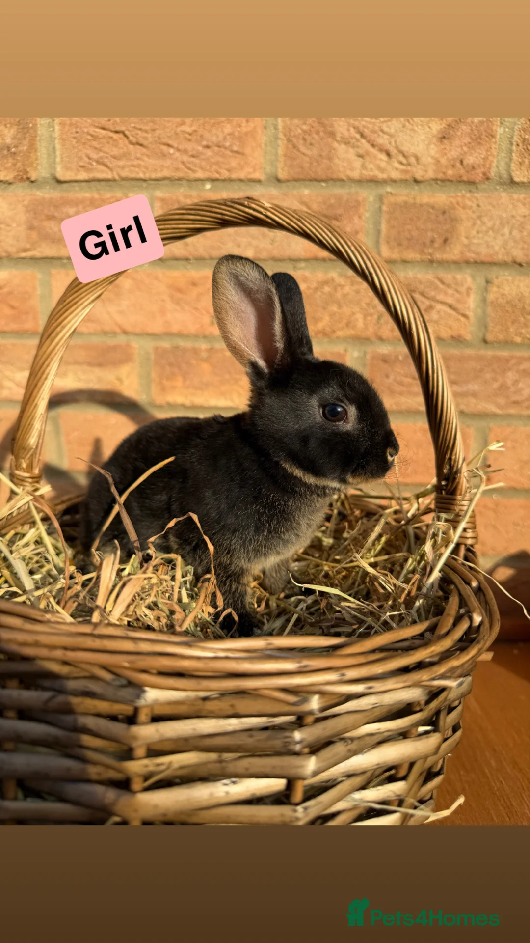 Rex rabbits for sale: 🐰Beautiful Standard Rex Rabbits🐰 - Advert 1