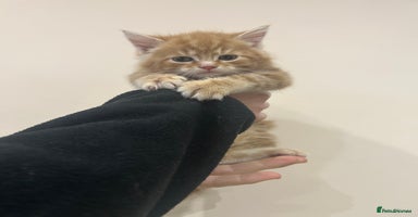 Mixed Breed cats Gorgeous kittens READY TODAY 1LEFT  - Advert 13