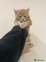 Mixed Breed cats Gorgeous kittens READY TODAY 1LEFT - Advert 13