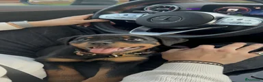 Rottweiler 1
