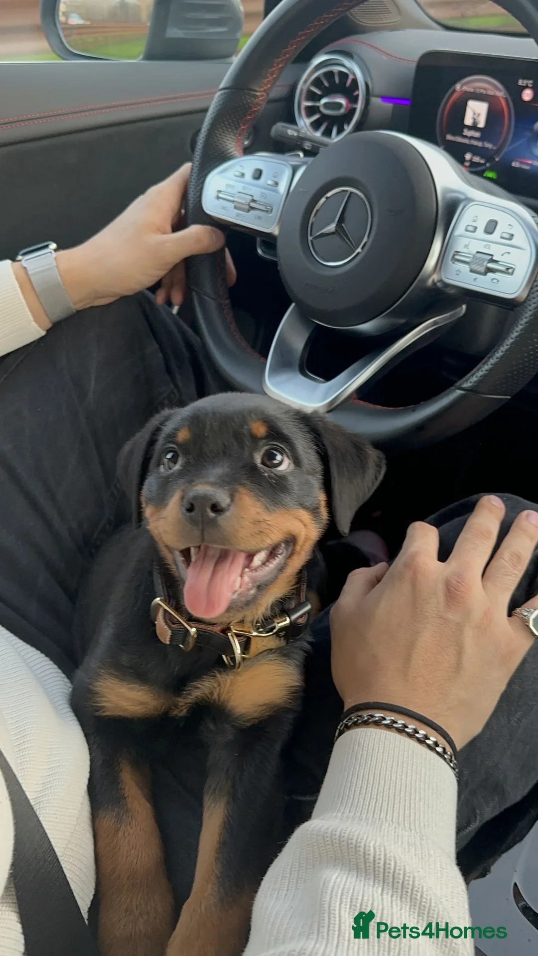 Rottweiler dogs for sale: Rottweiler Pups Loyal, Loving & Full of Character in London - Advert 3