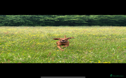 Hungarian Vizsla dogs for sale: Stunning 4 year old male Hungarian Vizsla  - Image 1