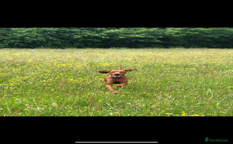 Hungarian Vizsla dogs - Advert 5