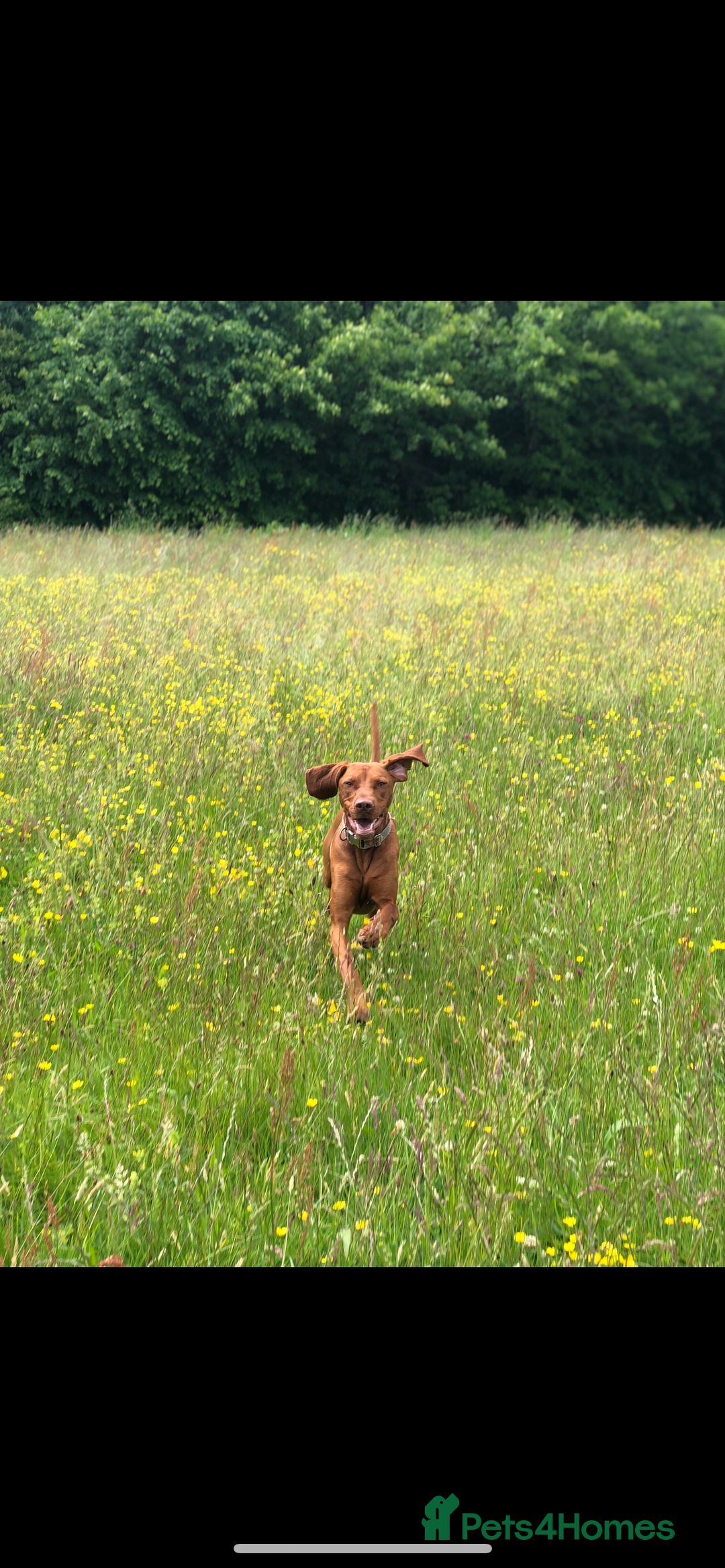 Hungarian Vizsla dogs for sale: Stunning 4 year old male Hungarian Vizsla  - Image 1