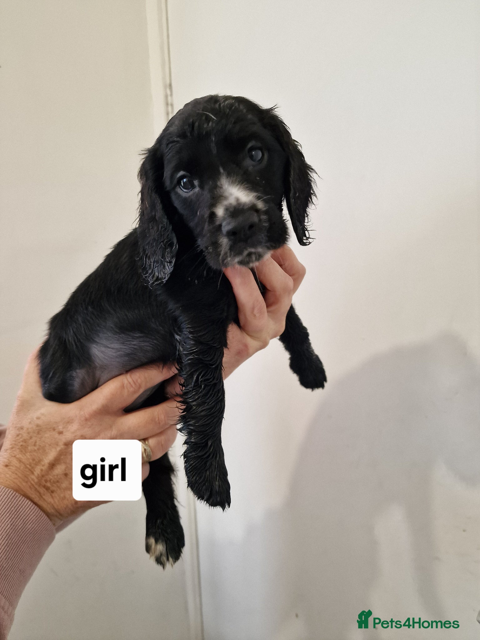 Cocker Spaniel dogs Exceptional Home Reared Cocker Spaniel Puppies - Advert 2