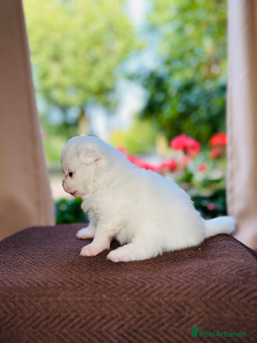 Pomeranian dogs for sale: Cute Pomeranian Puppies Looking for loving home - Image 13