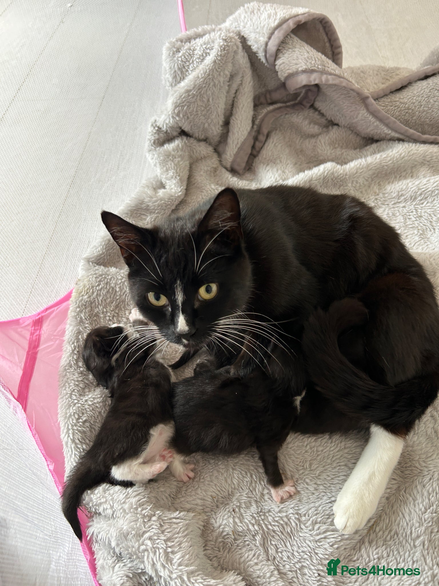 Mixed Breed cats 4 Kittens for sale - 2 male 2 female! - Advert 2