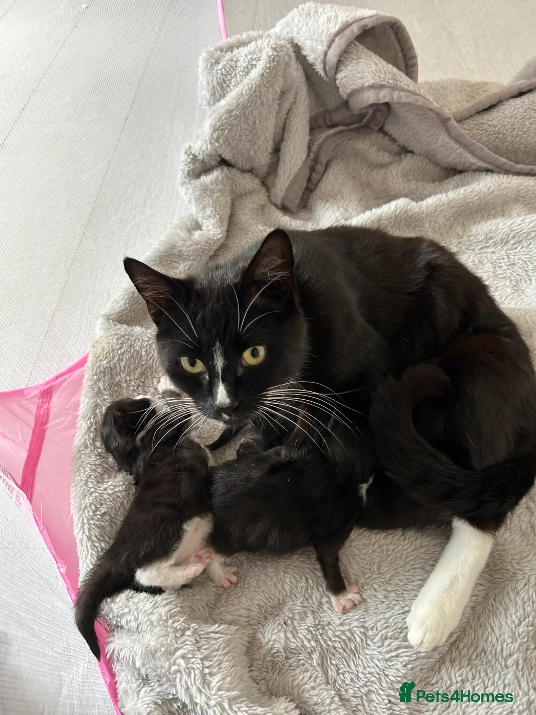 Mixed Breed cats for sale: 4 Kittens for sale - 2 male 2 female! - Advert 1