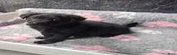 Sheprador dogs for sale: Beautiful German Shepherd cross Labrador pup in Neath - Advert 3