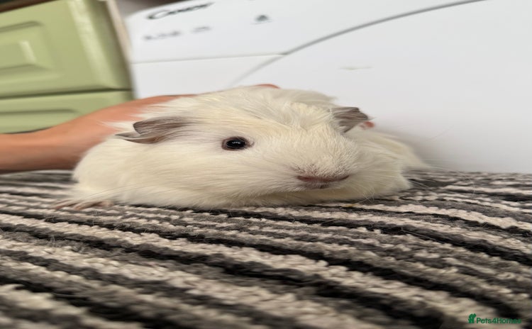 Guinea Pig rodents - Advert 11