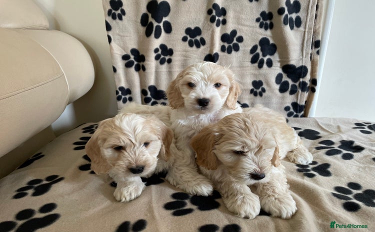 Cockapoo dogs - Advert 15