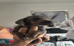 Miniature Dachshund dogs for sale:  Beautiful cute Miniatures dachshund  in Liverpool - Image 33